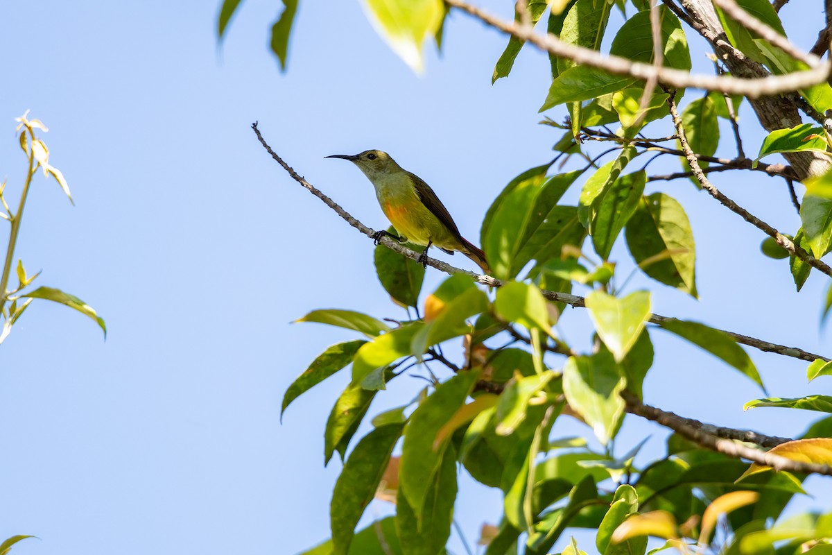 Fire-tailed Sunbird - ML646593250