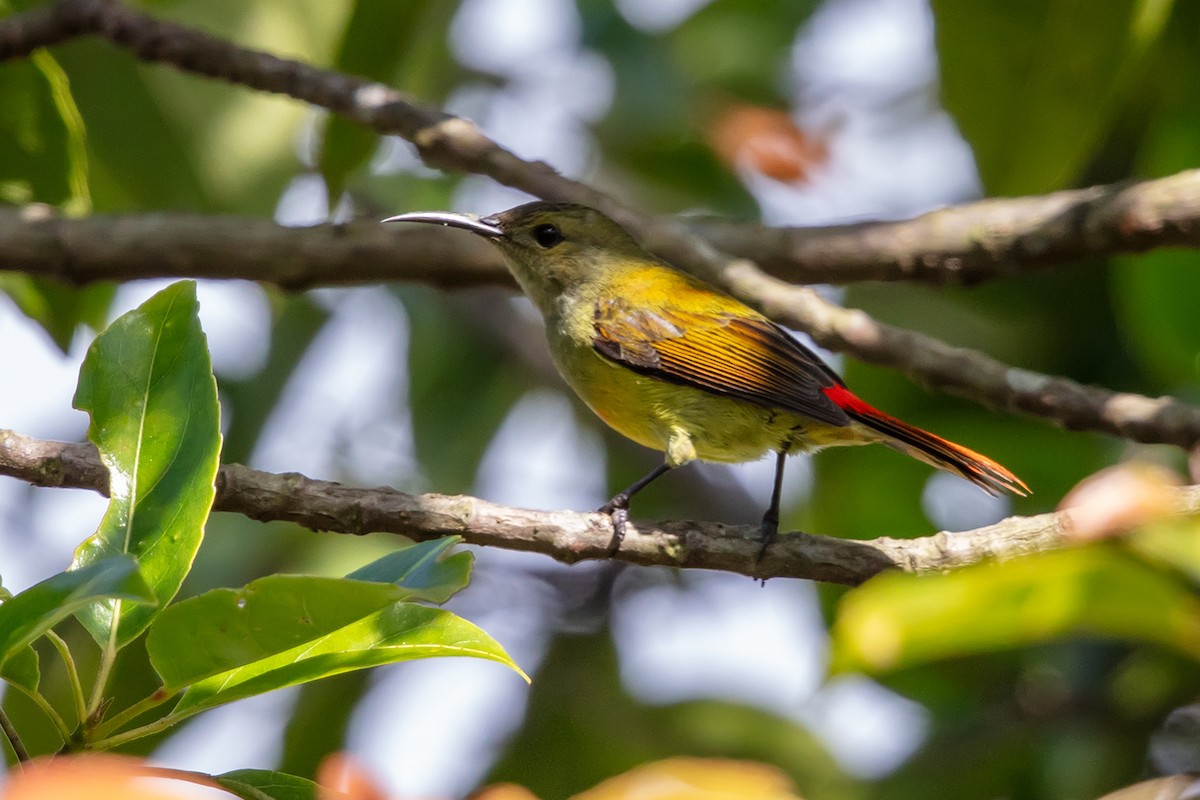 Fire-tailed Sunbird - ML646593251