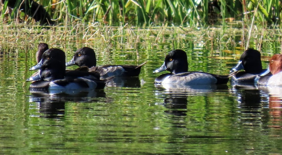 Ring-necked Duck - ML646593252