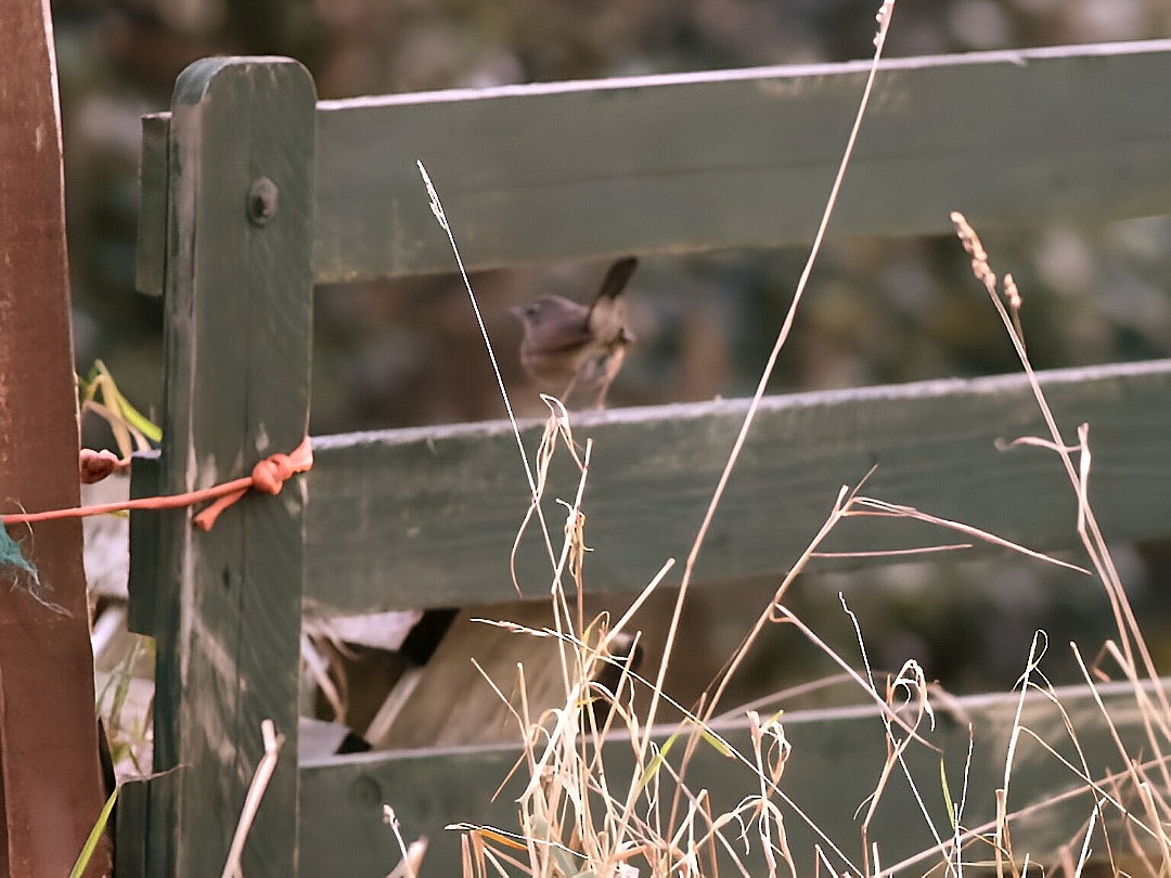 Siberian Rubythroat - ML646593253