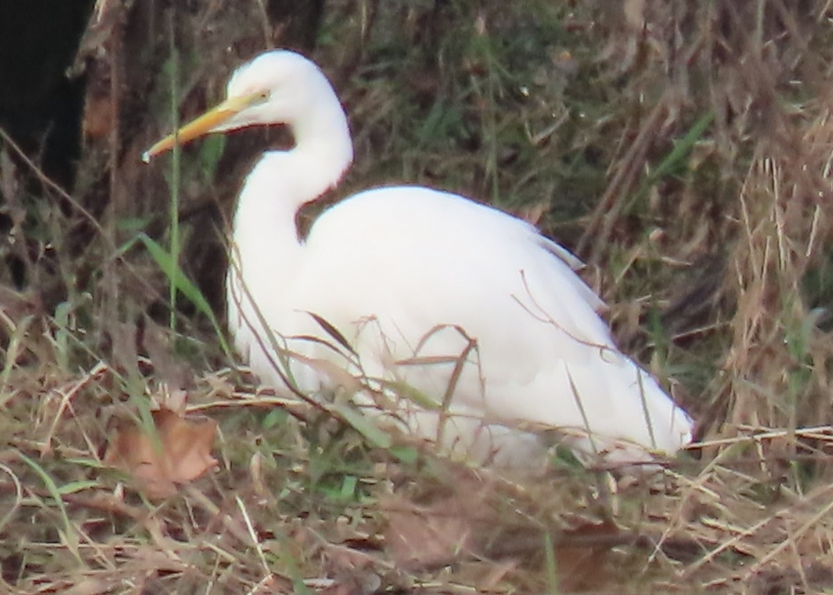 Цасч дэглий - ML646593254