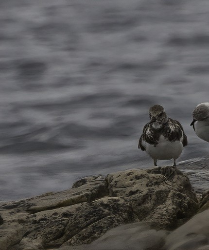 Steinwälzer - ML646593255