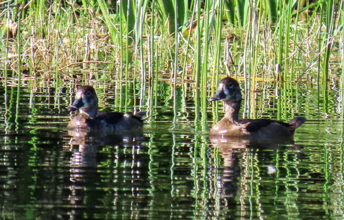 Ring-necked Duck - ML646593257
