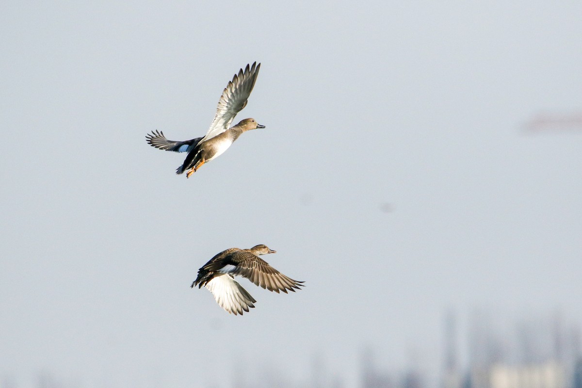 Gadwall - ML646593259