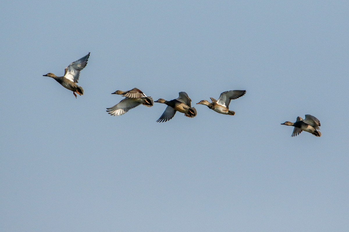 Gadwall - ML646593260