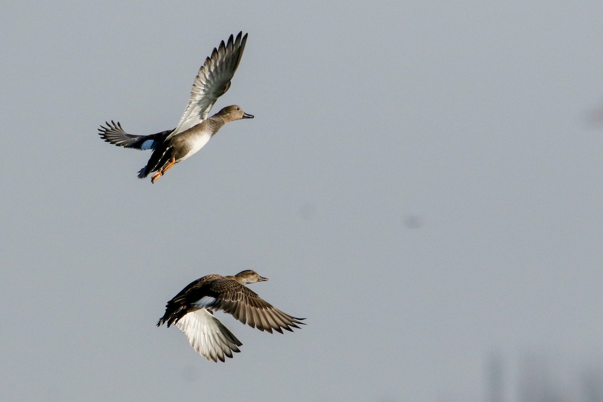 Gadwall - ML646593261