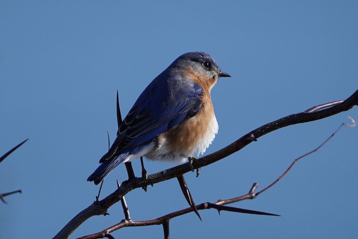 Azulejo Oriental - ML646593263