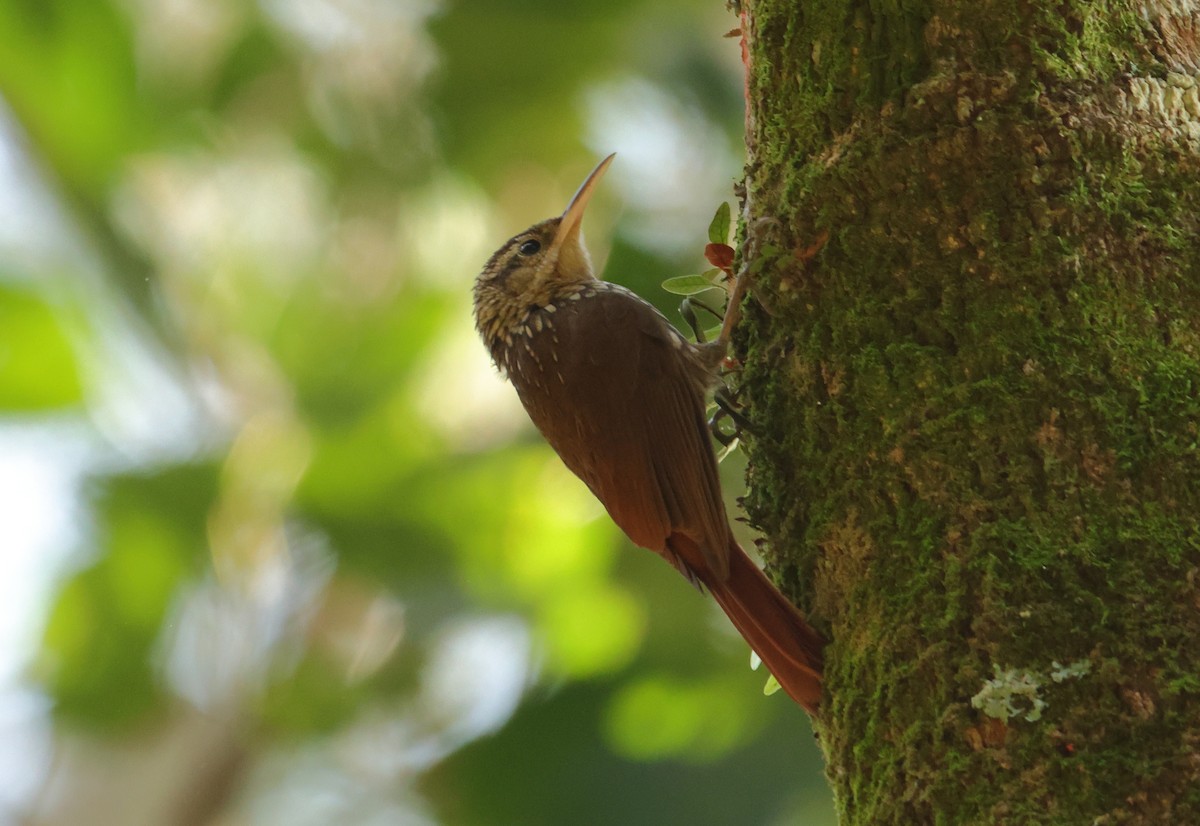 Lesser Woodcreeper - ML646593269