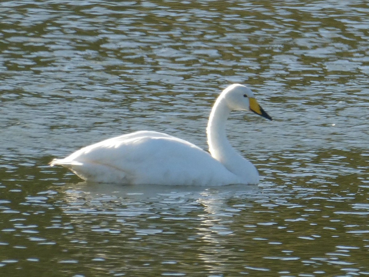 Whooper Swan - ML646593271