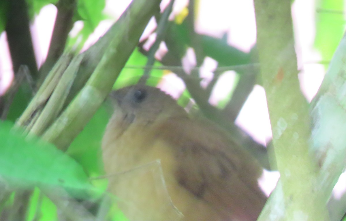 drozd skvrnitý - ML646593274