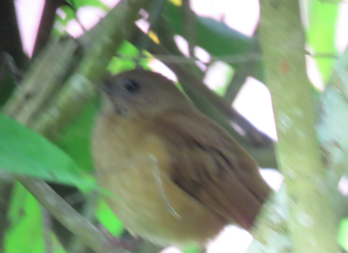 drozd skvrnitý - ML646593275