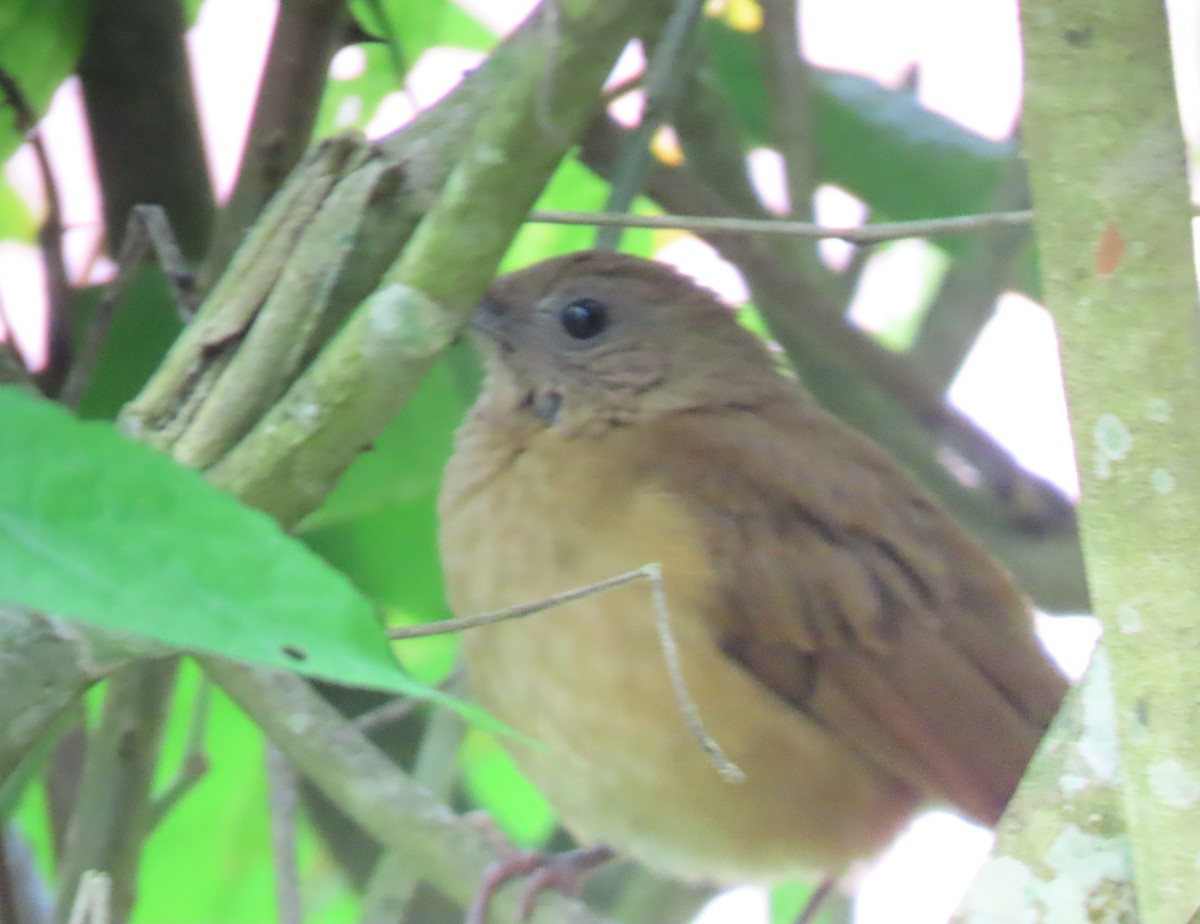 drozd skvrnitý - ML646593276