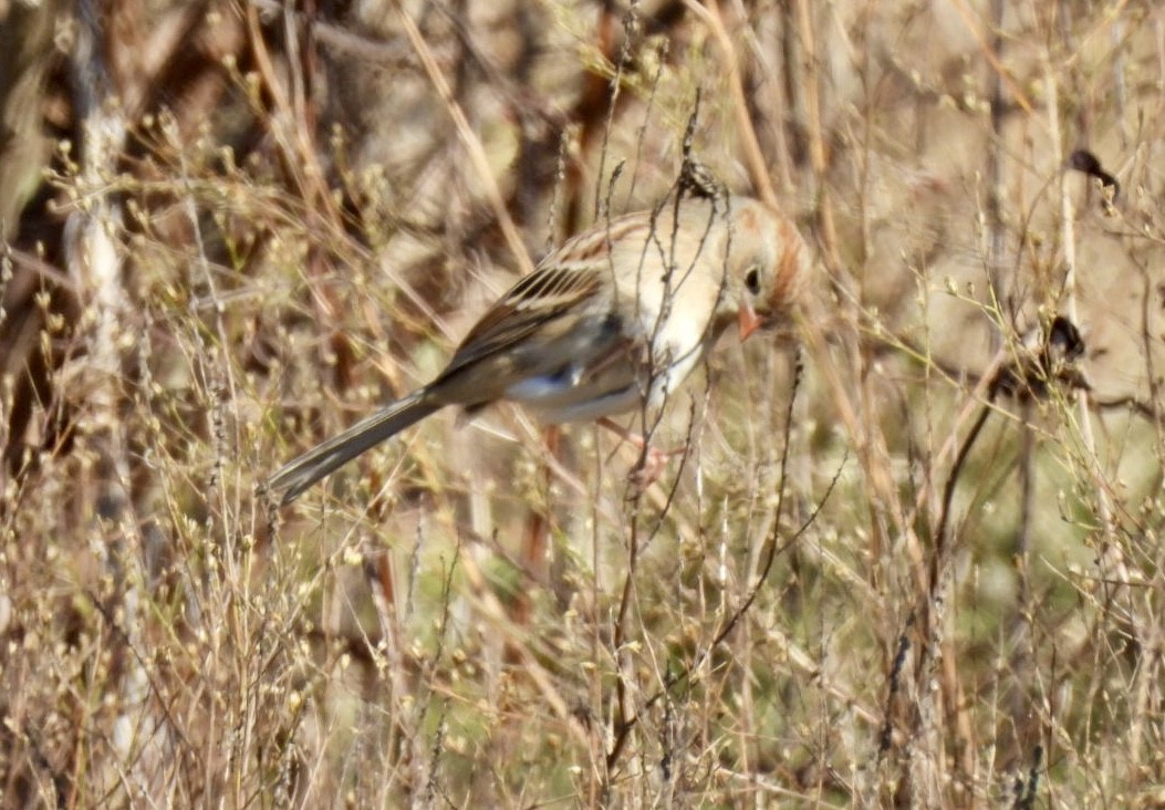 Field Sparrow - ML646593287