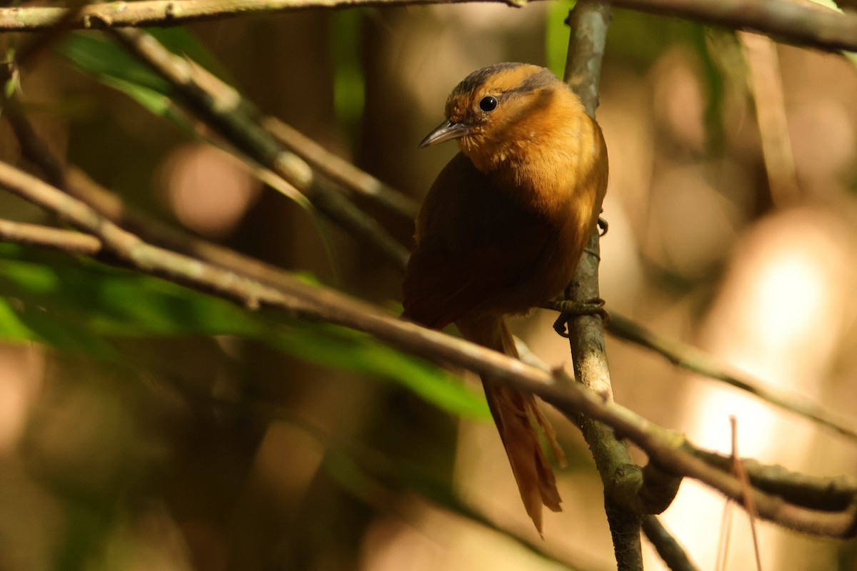 Buff-fronted Foliage-gleaner - ML646593302
