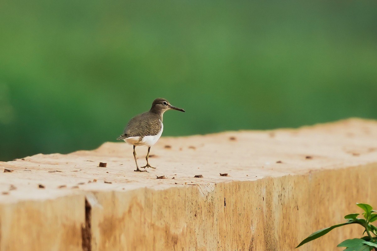 pisík obecný - ML646593303