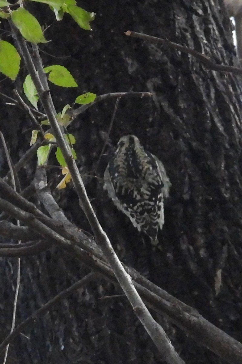 kanadasevjespett - ML646593308