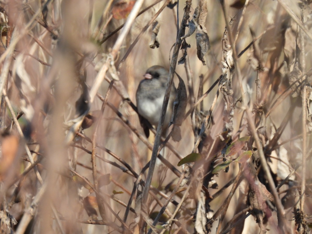 strnadec zimní - ML646593312