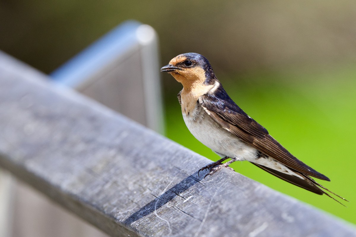 Welcome Swallow - ML646593313