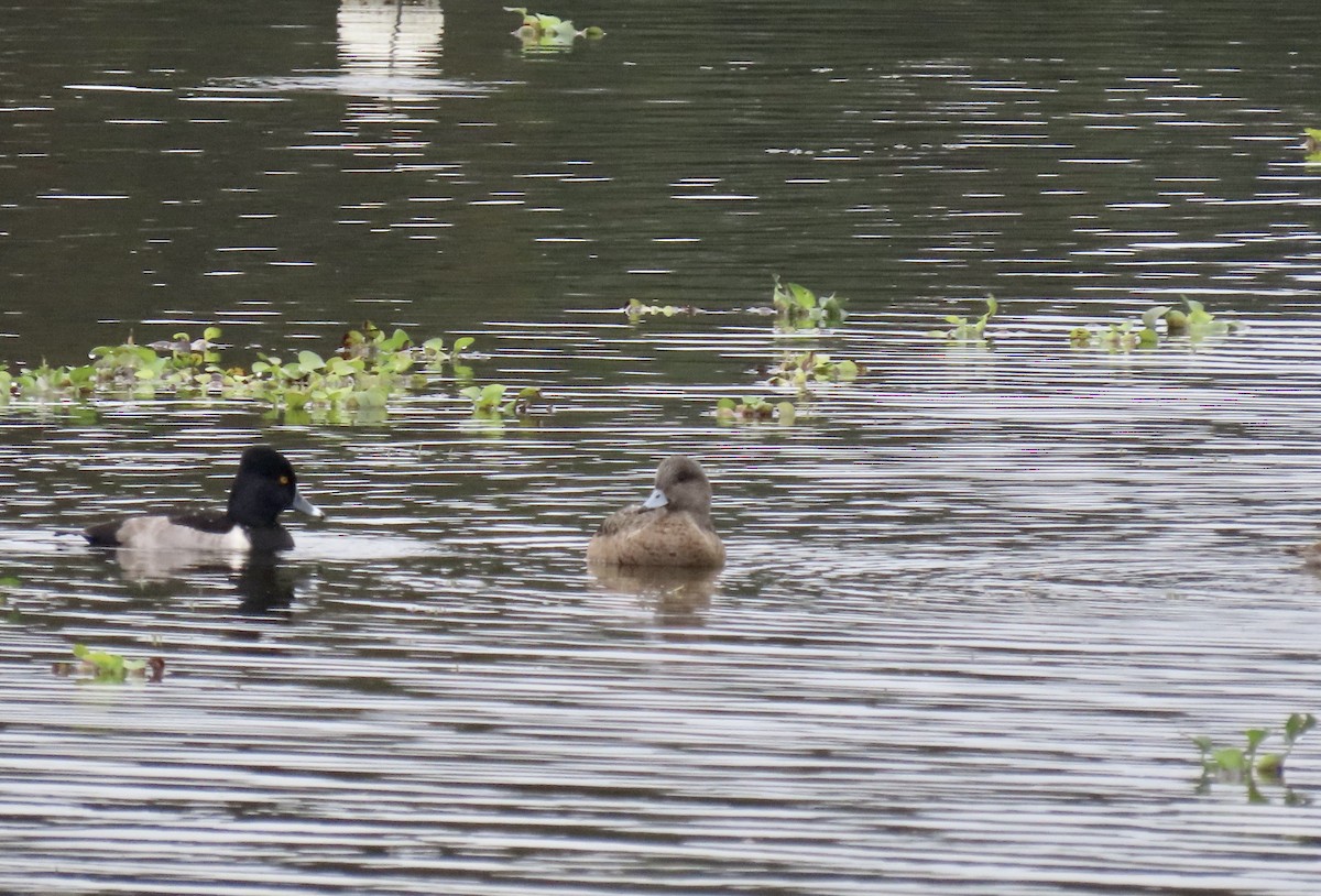 American Wigeon - ML646593315