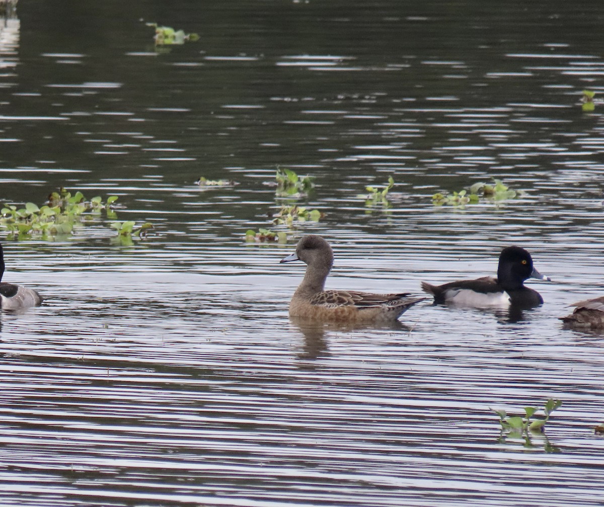 American Wigeon - ML646593316