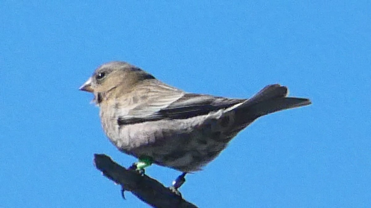Brown-capped Rosy-Finch - ML646593318