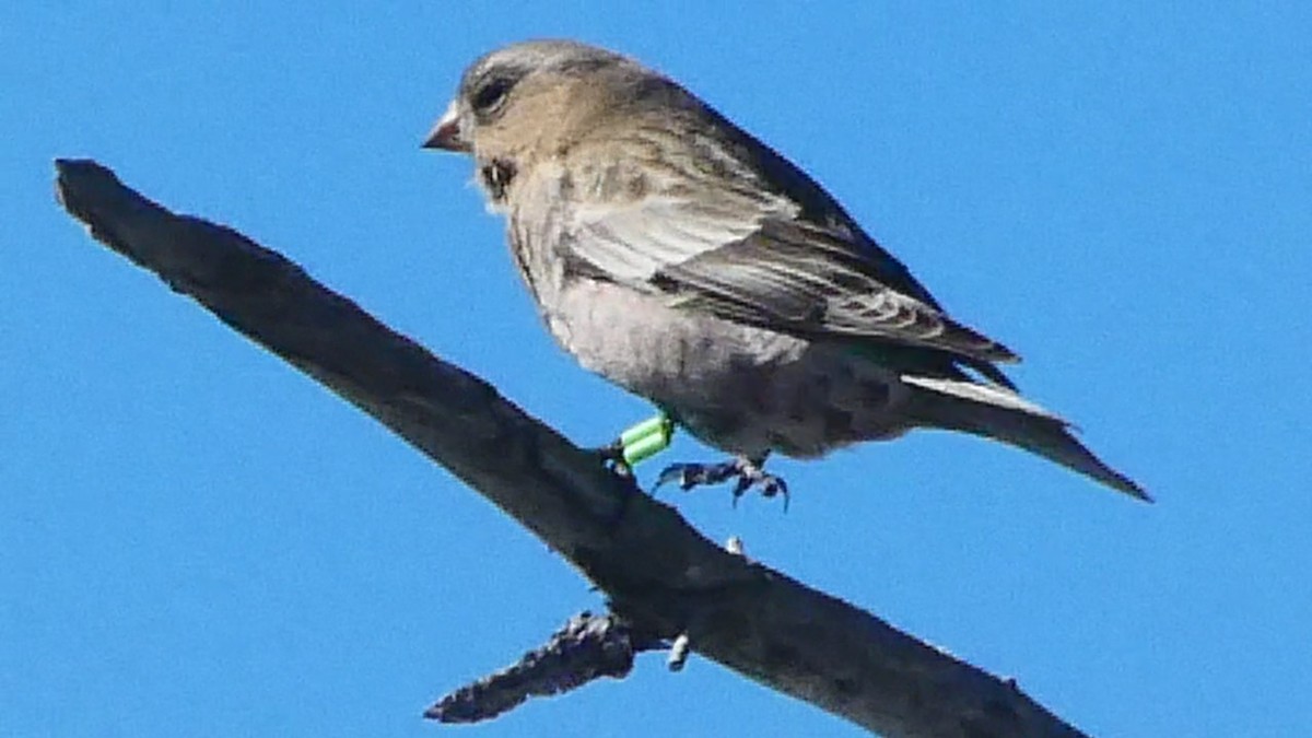 Brown-capped Rosy-Finch - ML646593319
