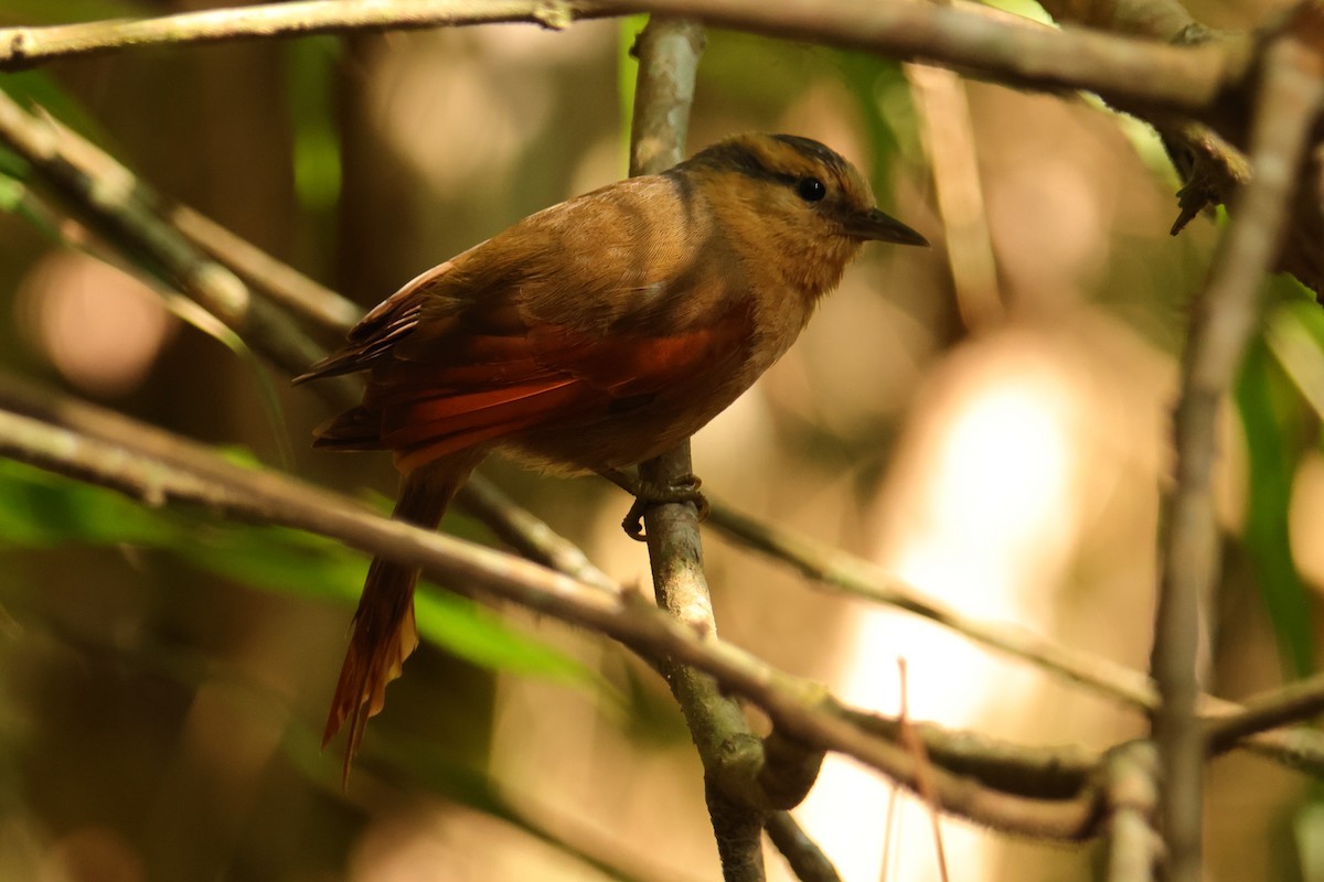 Buff-fronted Foliage-gleaner - ML646593320
