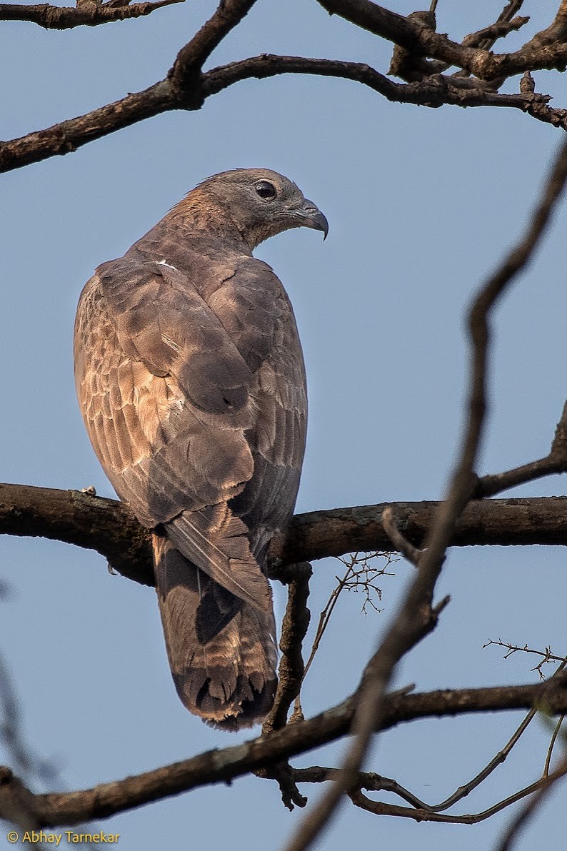 Oriental Honey-buzzard - ML646593323