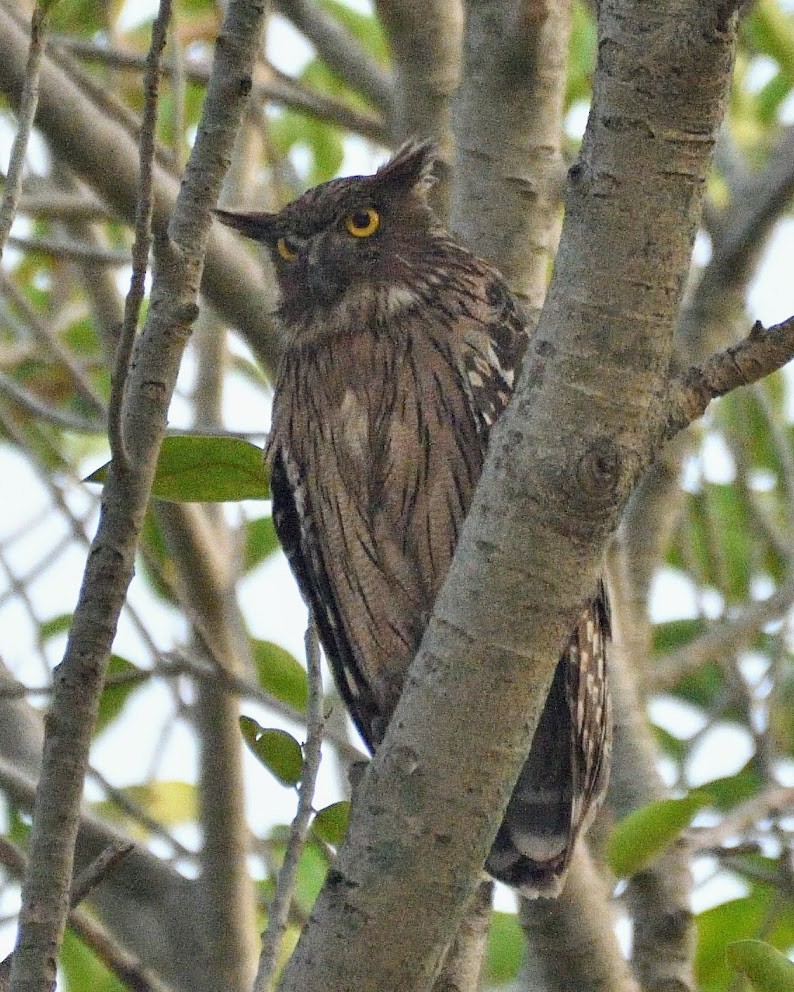 Brown Fish-Owl - ML646593324