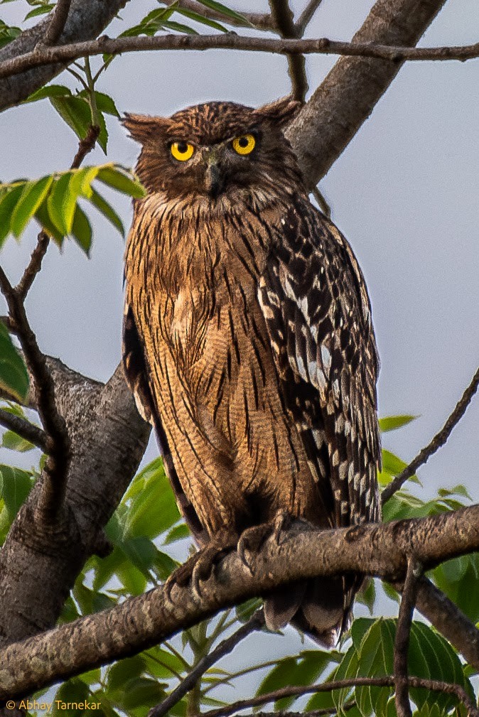 Brown Fish-Owl - ML646593325