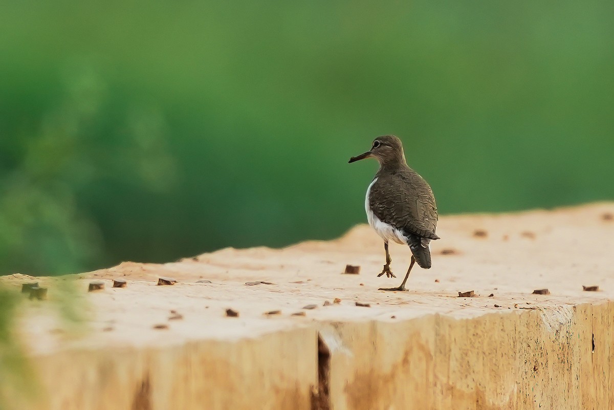 pisík obecný - ML646593332