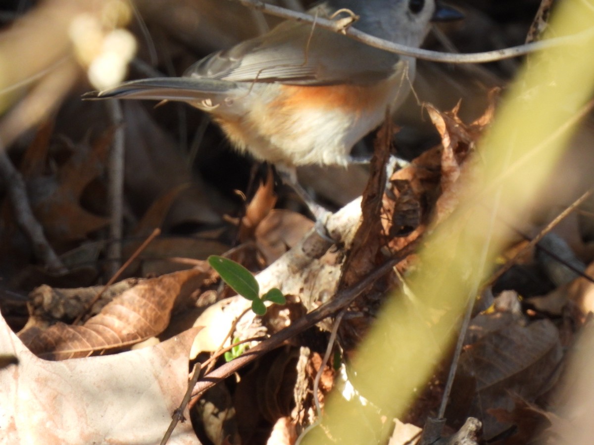 Tufted Titmouse - ML646593333