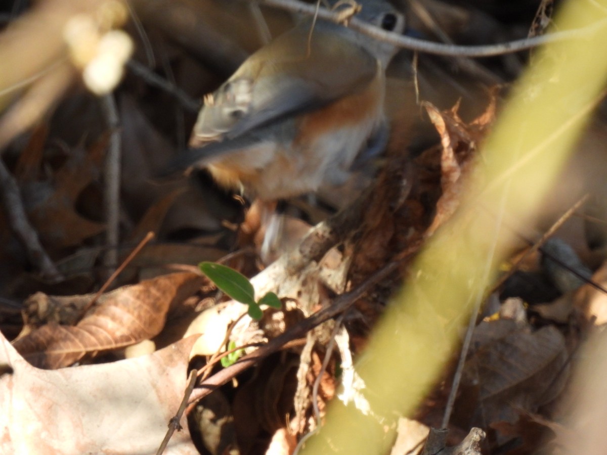 Tufted Titmouse - ML646593334