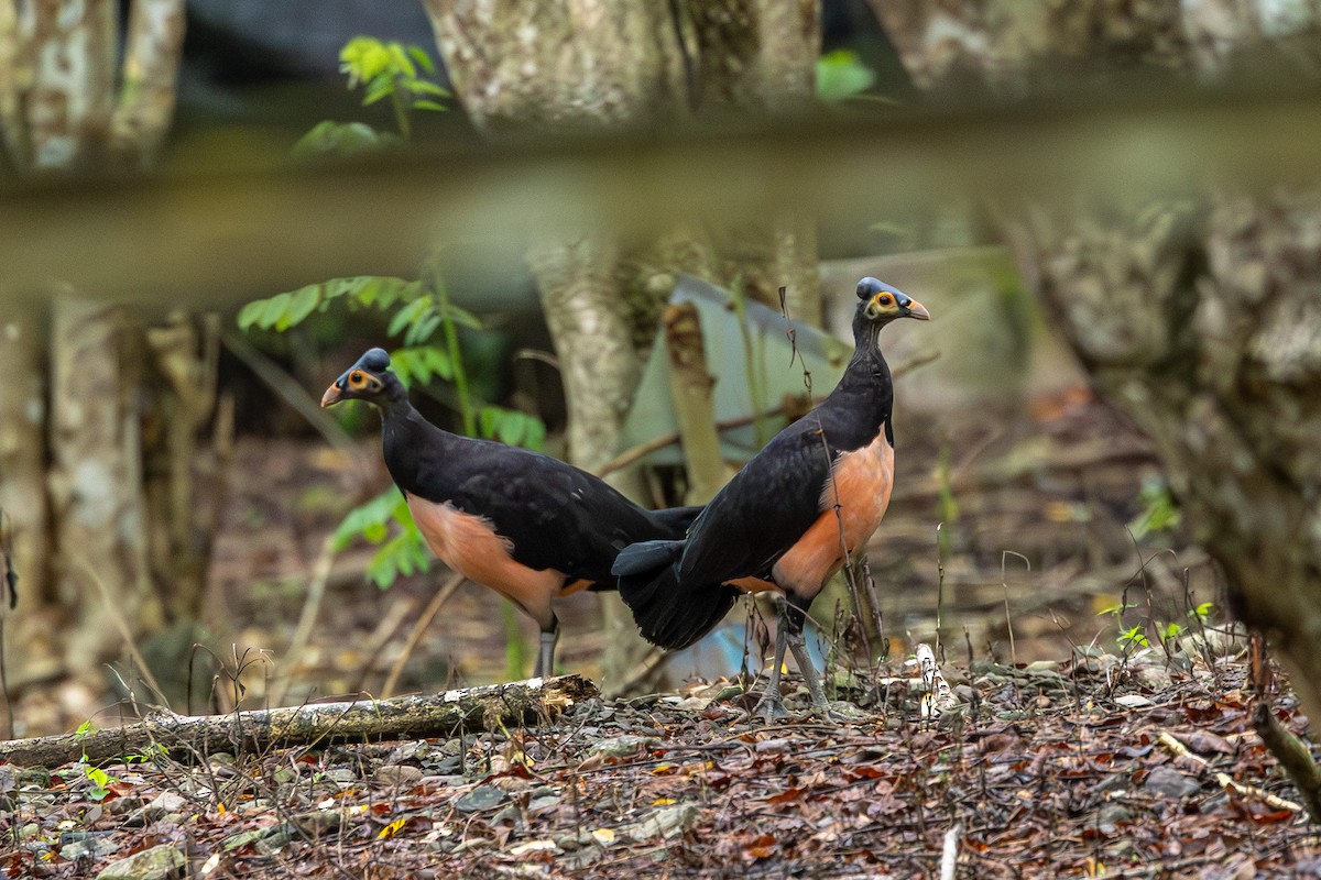 Малео - ML646593335