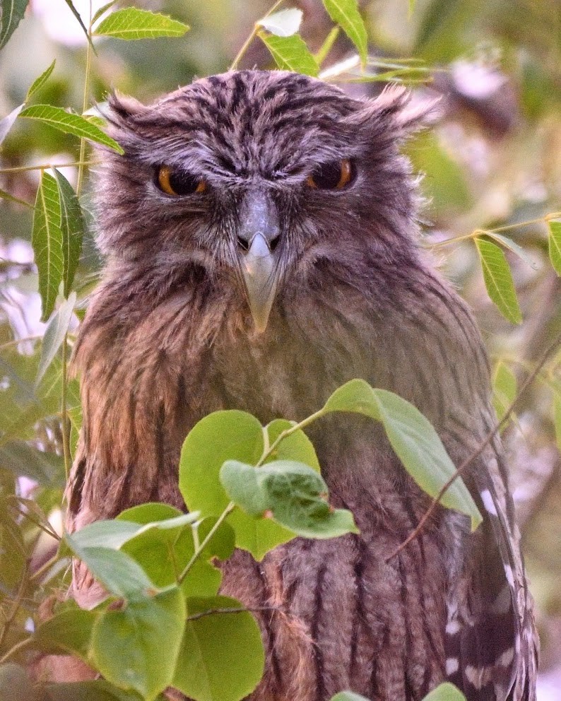 Brown Fish-Owl - ML646593336