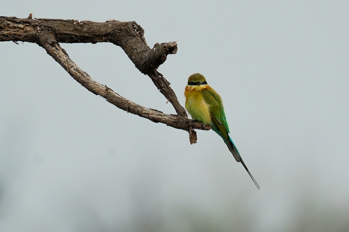 vlha modroocasá - ML646593341