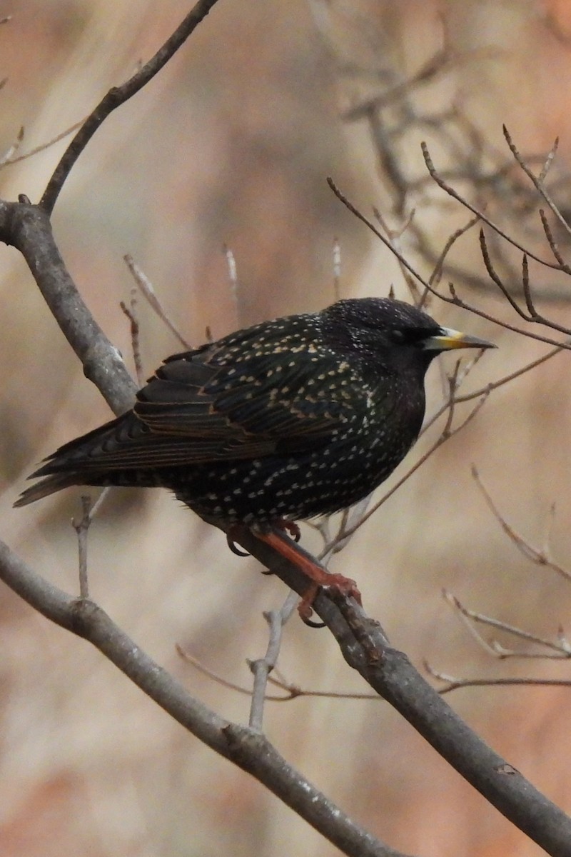 European Starling - ML646593344