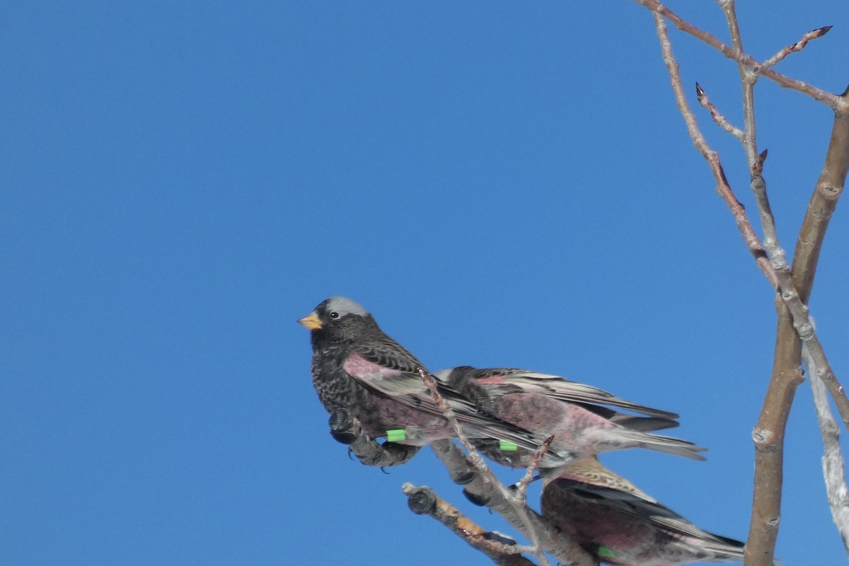 Black Rosy-Finch - ML646593345