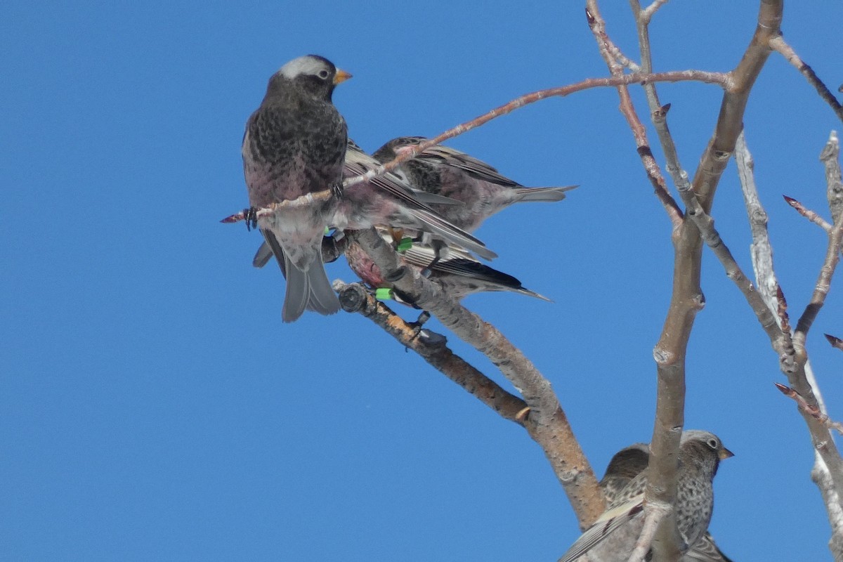 Black Rosy-Finch - ML646593346