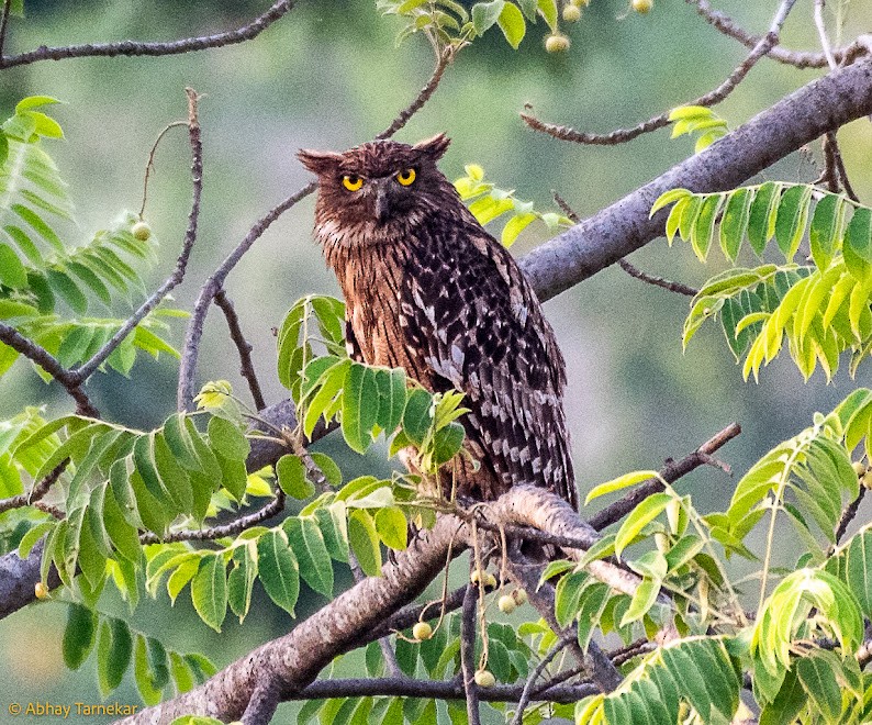 Brown Fish-Owl - ML646593348