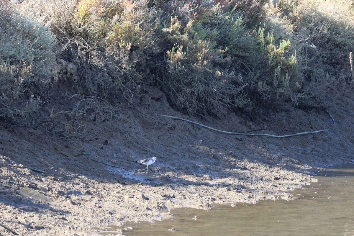 Большой улит - ML646593349