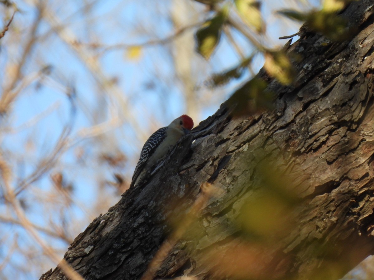 Red-bellied Woodpecker - ML646593350