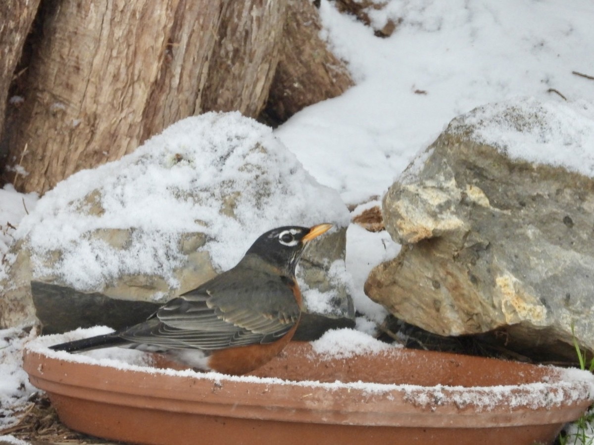 American Robin - ML646593352
