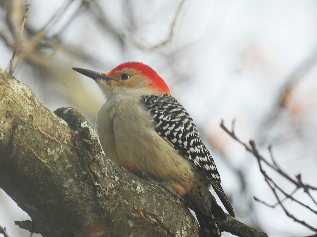 Pic à ventre roux - ML646593353