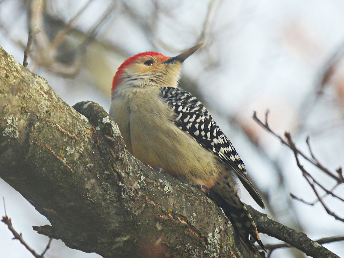 Pic à ventre roux - ML646593354