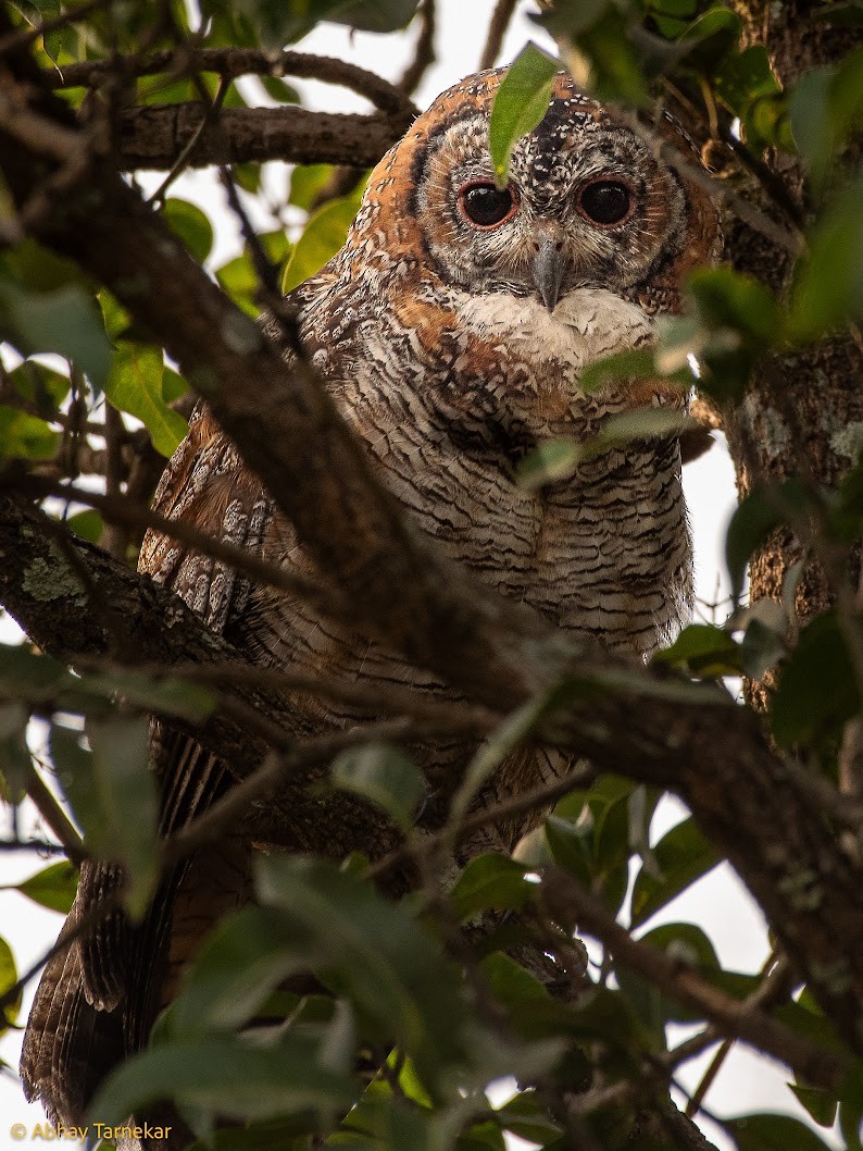 Mottled Wood-Owl - ML646593355