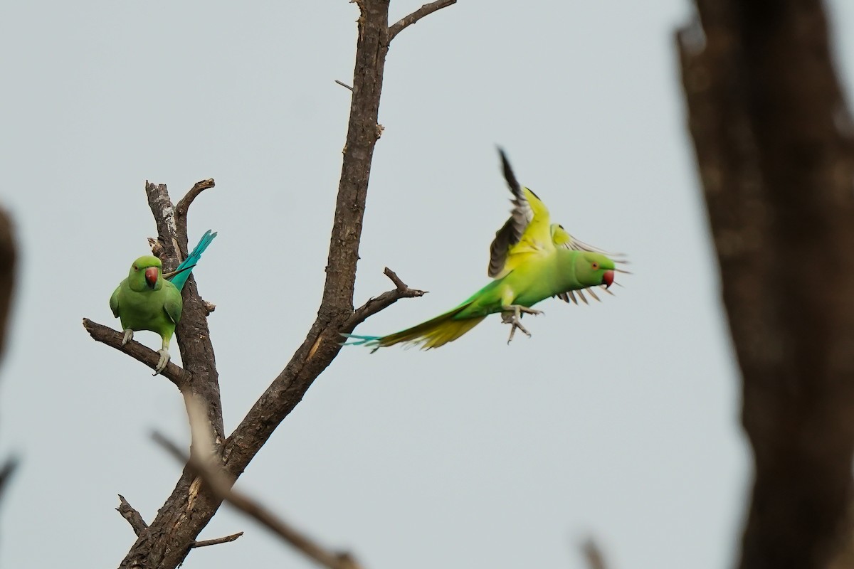 alexandr malý - ML646593356