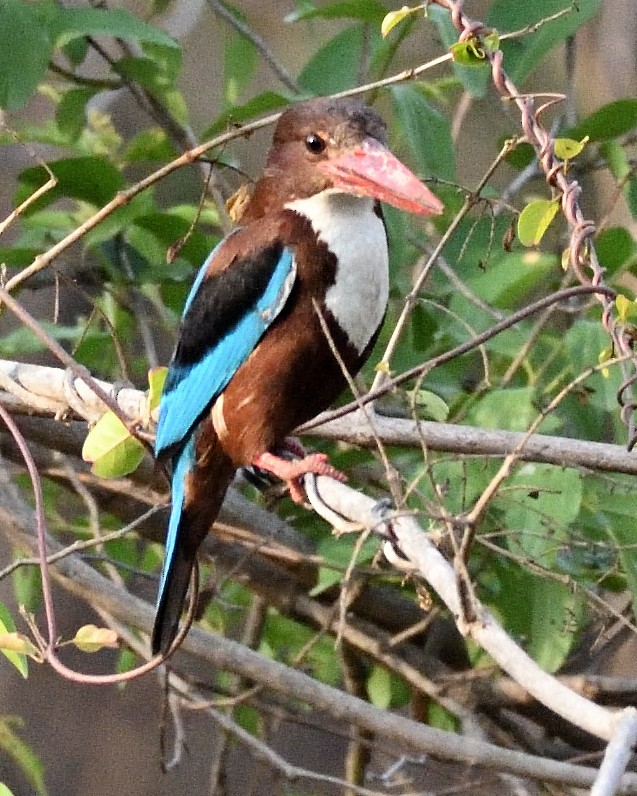 White-throated Kingfisher - ML646593360