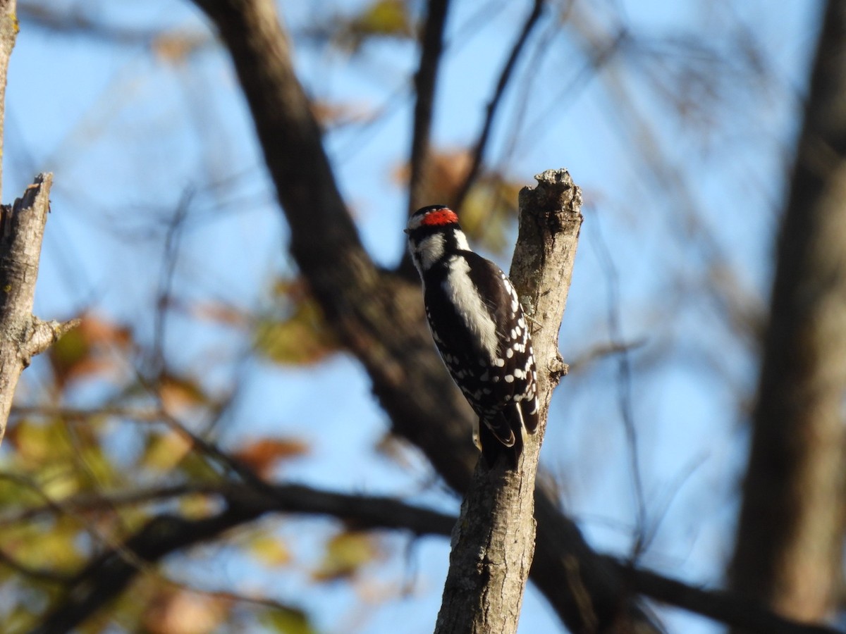 Downy Woodpecker - ML646593362