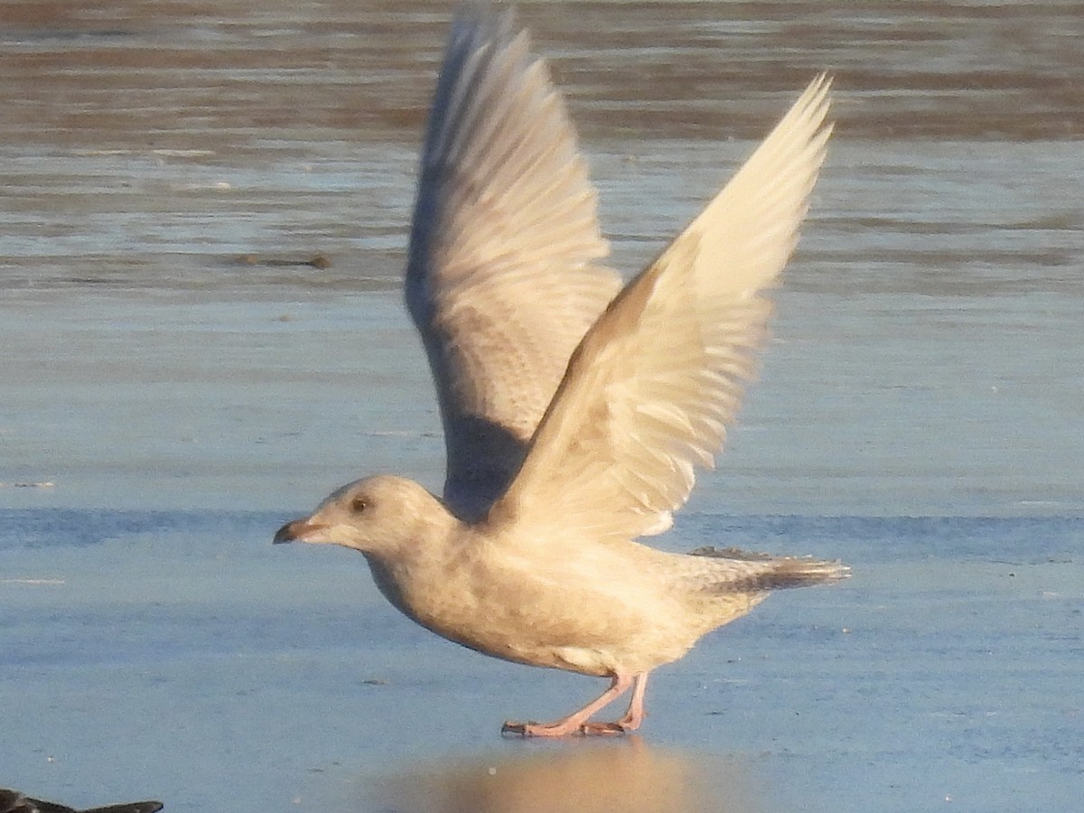 Iceland Gull - ML646593368